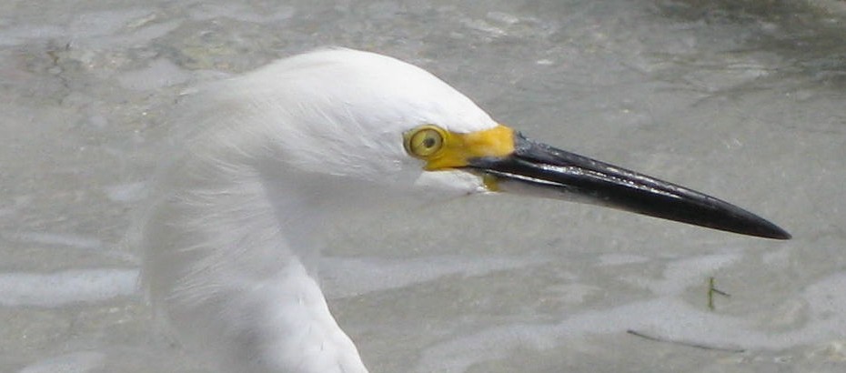 Snowy Egret head