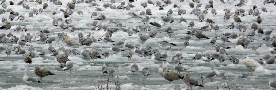 More gulls