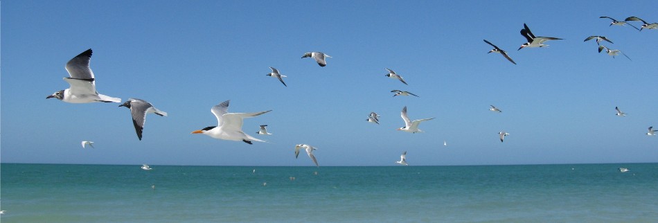 Seabirds