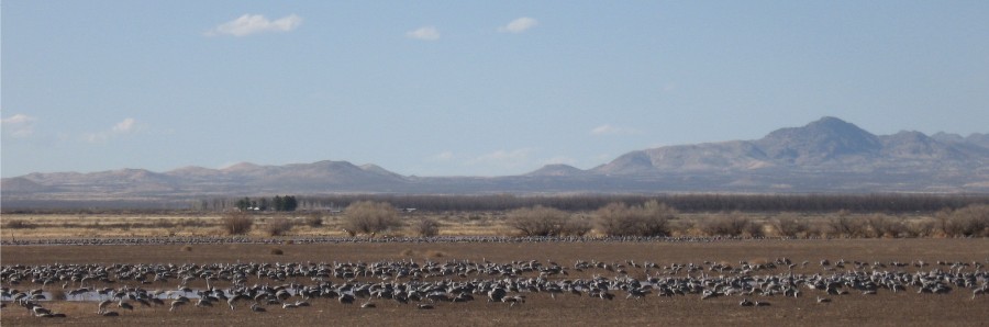 Sandhill Cranes at Whitewater Draw, AZ.