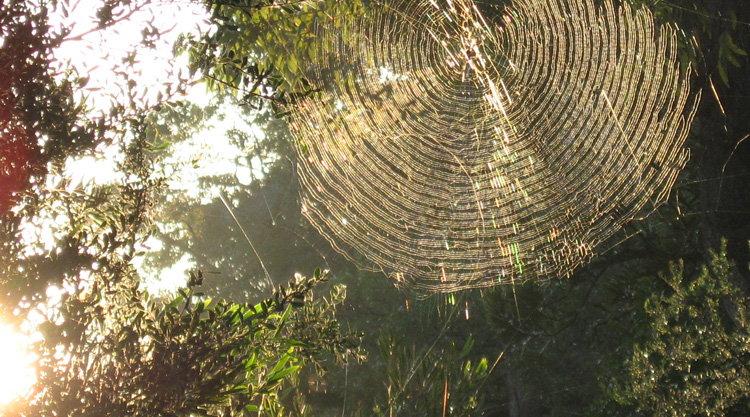 Spider's web