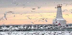 Gulls over the ice at Cobourg Harbour