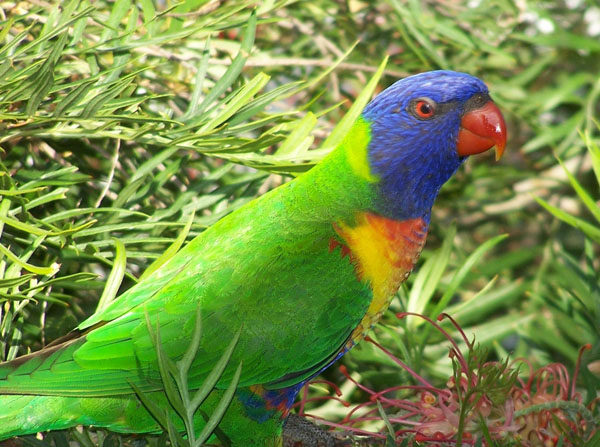 Rainbow Lorikeet