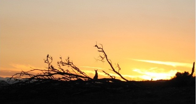 Roos at sunrise