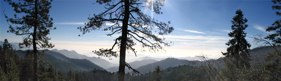 Sequoia view